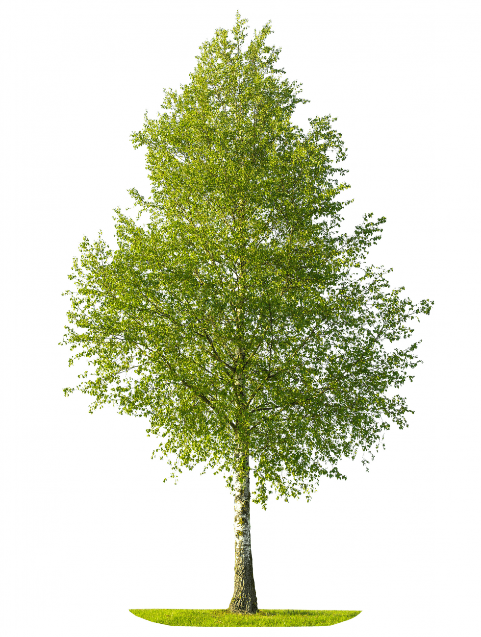 Product image of Tree and Shrub planter